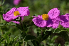 Des images de diff�rentes plantes